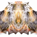 nautilus