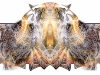 nautilus